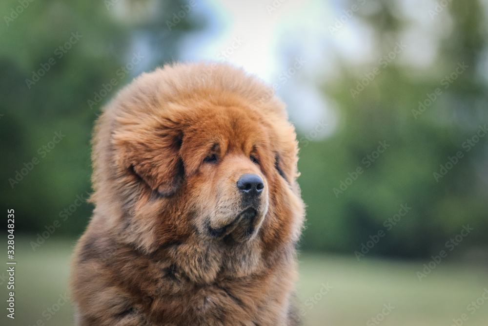Red tibetan mastiff dog posing outside in the park. Red tibetan mastiff dog posing outside in the park.