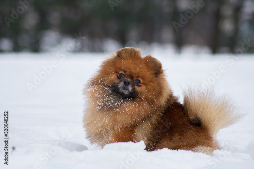 Pomeranian dog outside in the snow.  © Evelina