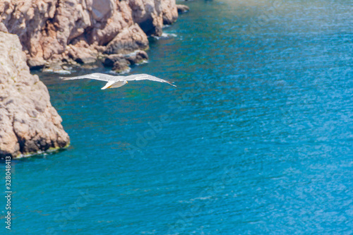 seagull flies over the blue sea along the rocky coast