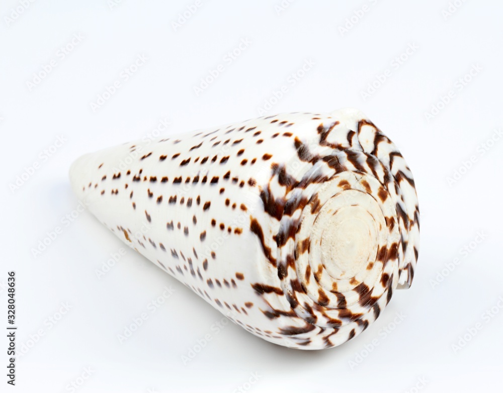 Sea shell on a white background. Close up of beautiful nautical shell. Sea shell on a white background. Close up of beautiful nautical shell.