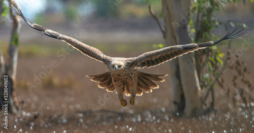 Eastern Imperial Eagle was raised to fly up to the sky. photo