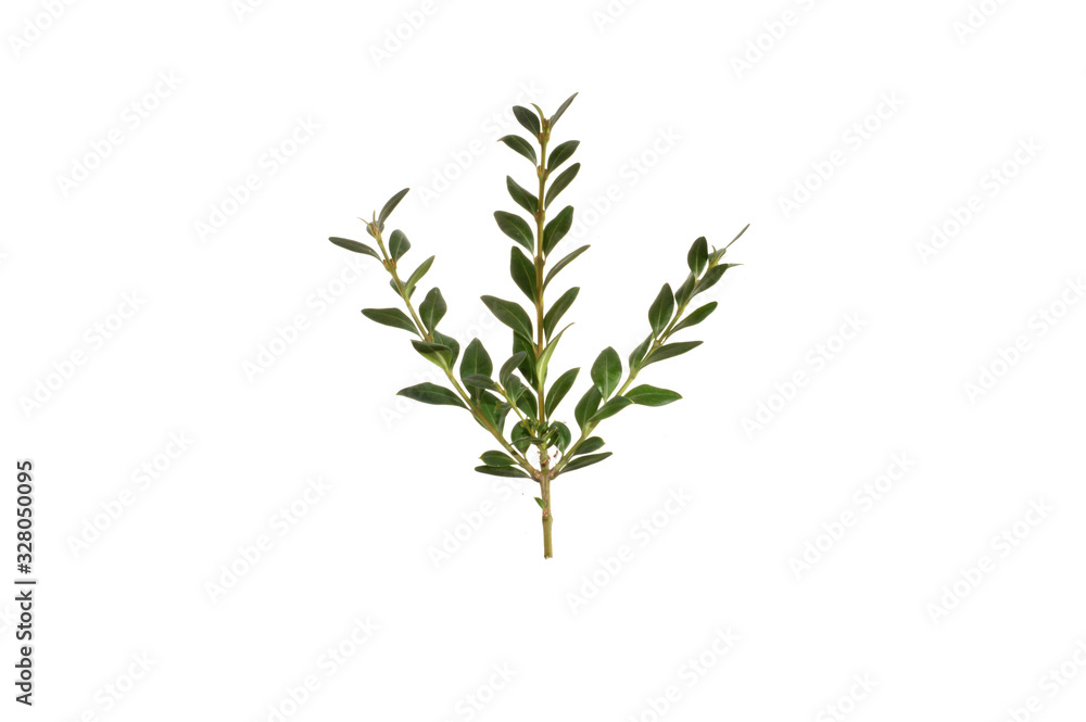 green branch isolated on white background green branch isolated on white background