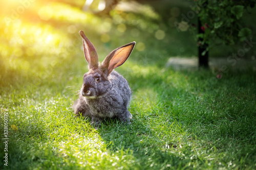 Cute adorable grey fluffy rabbit sitting on green grass lawn at backyard. Small sweet bunny sitting at meadow in green garden on bright sunny morning. Easter nature and animal bokeh background