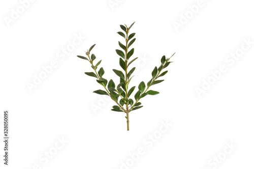 green branch isolated on white background