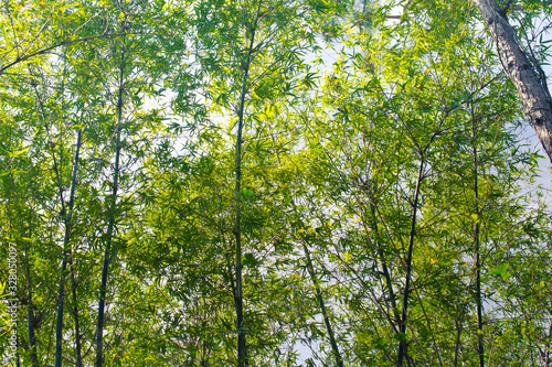 Bamboo garden in Morikami Museum and Japanese Gardens   Palm Beach County  Florida  United States.