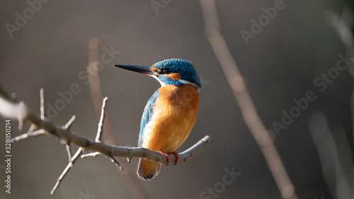 Photography Martin Pescatore a caccia