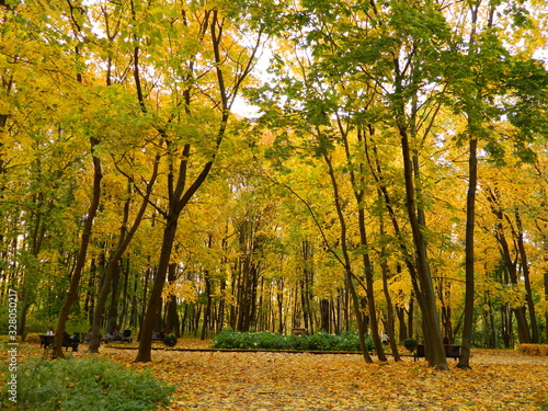 autumn in the park