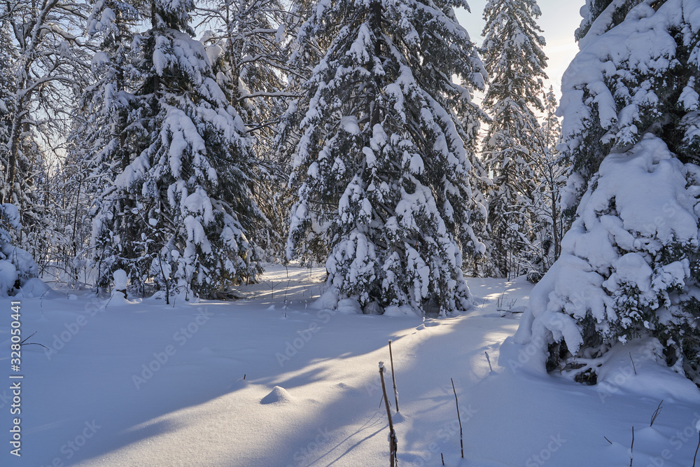 Obraz premium Winter forest with snow-covered fir trees high in the mountains. Sunny February day in the spruce forest. The trees are covered with snow to the top of their heads.