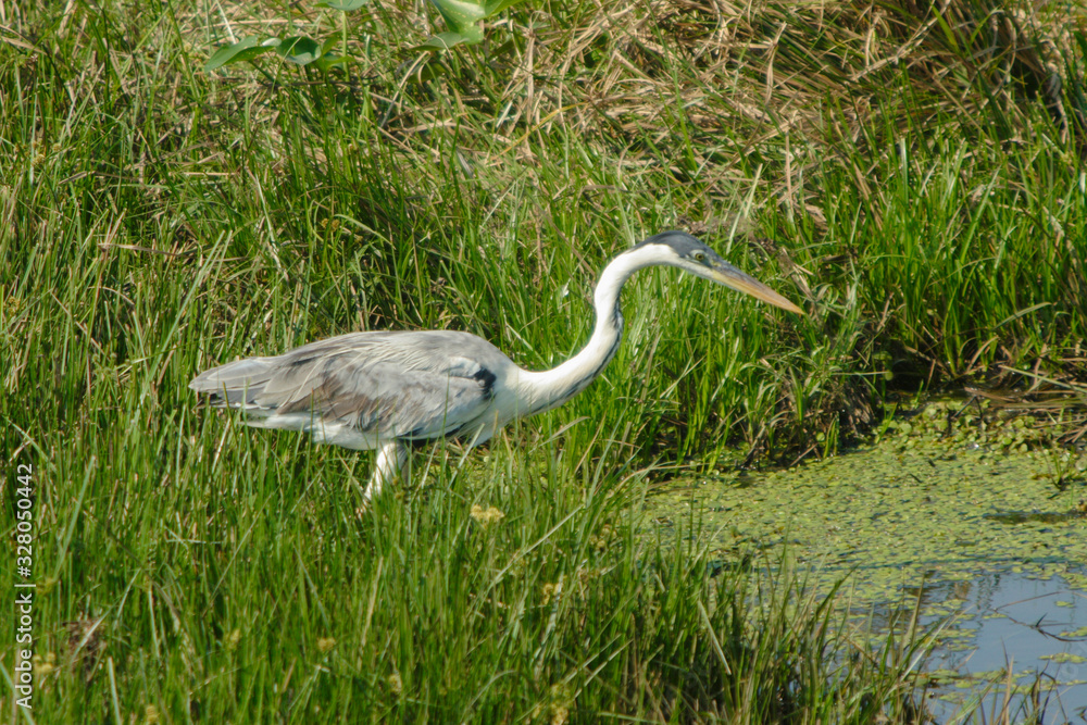 Fototapeta premium aves típicas do pantanal Sul-Mato-Grossense, Brasil