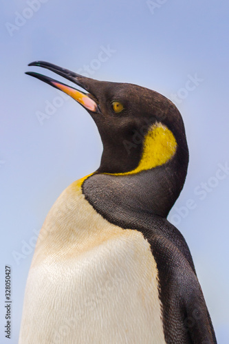 Magnificent King Penguin in Cape Town  South Africa