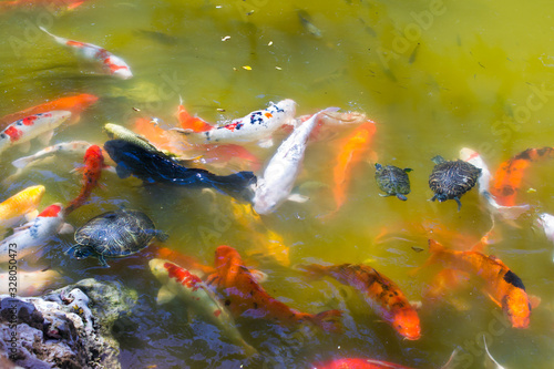 Koi fish and turtles in the pond. Morikami Museum and Japanese Gardens. Delray Beach in Palm Beach County, Florida, United States. photo