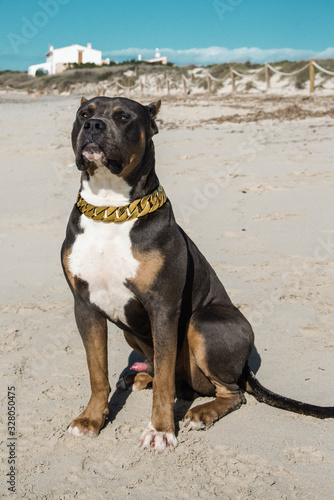 Pitbull American Bully © Luxorpics