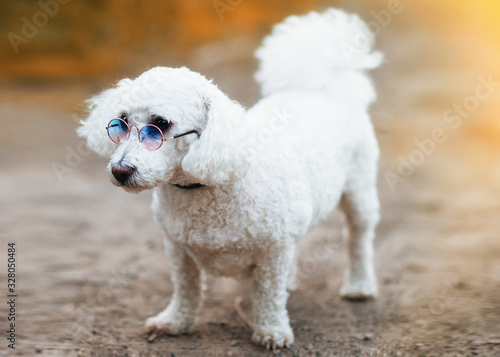 The cute white curly Bichon Frise dog with glasses on the walk © Iryna
