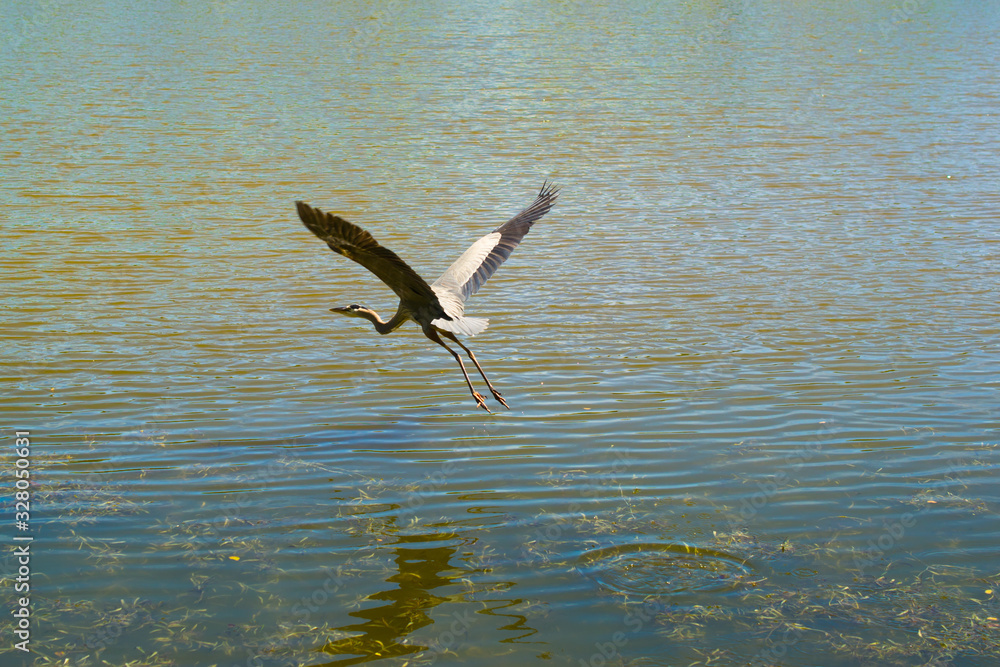 Heron in Morikami Museum and Japanese Gardens in Palm Beach County, Florida, United States Heron in Morikami Museum and Japanese Gardens in Palm Beach County, Florida, United States