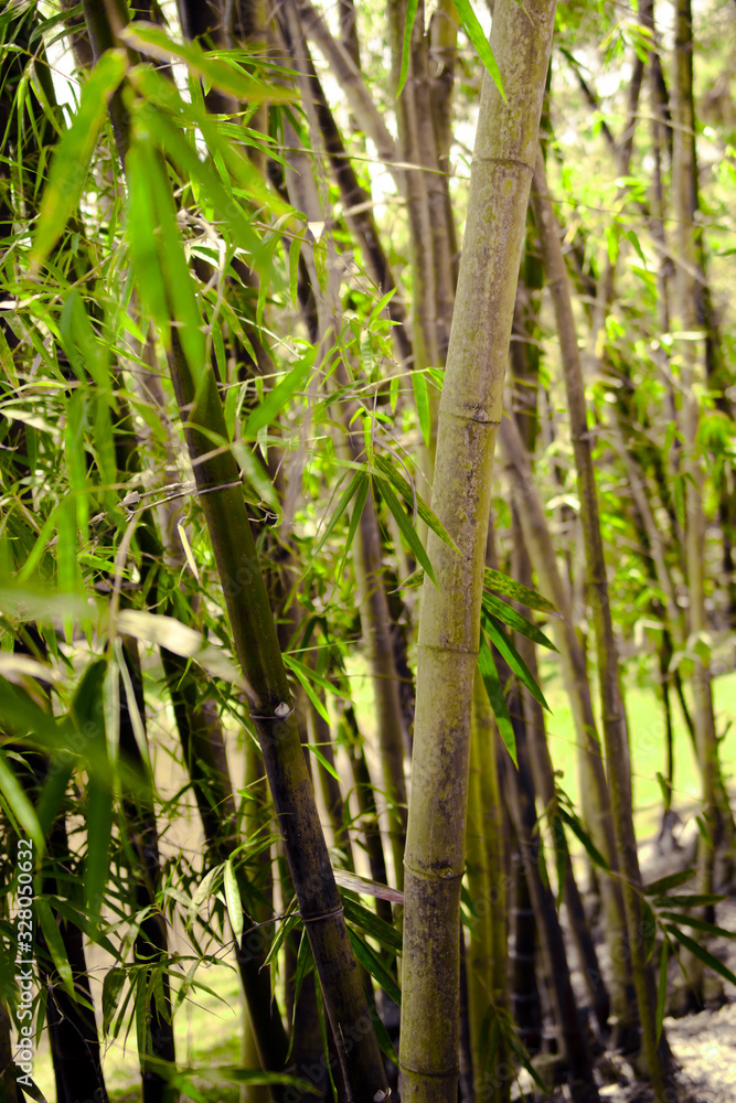 Fototapeta premium Bamboo garden in Morikami Museum and Japanese Gardens, Palm Beach County, Florida, United States.