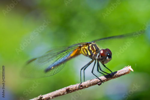 dragonfly © Dmitro