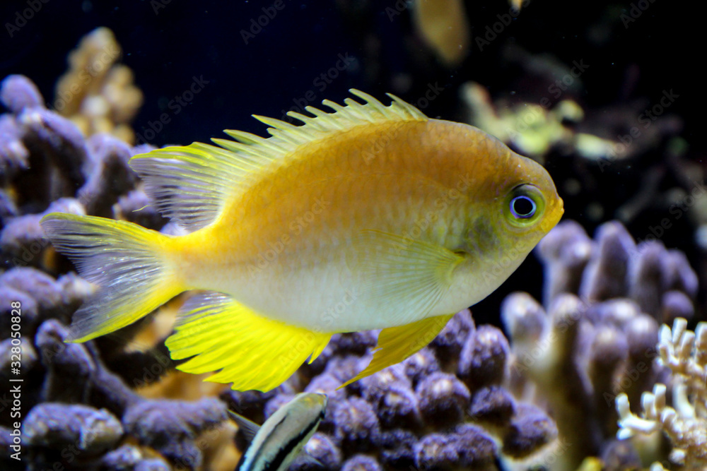 Fisch, Fische im Riff Fisch, Fische im Riff