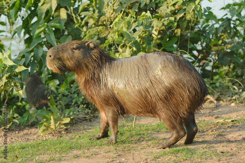 Fototapeta premium capivara molhada 