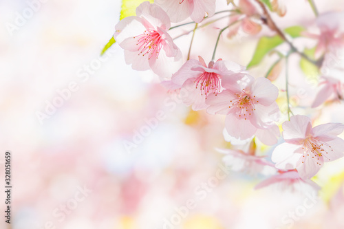 満開の桜の花