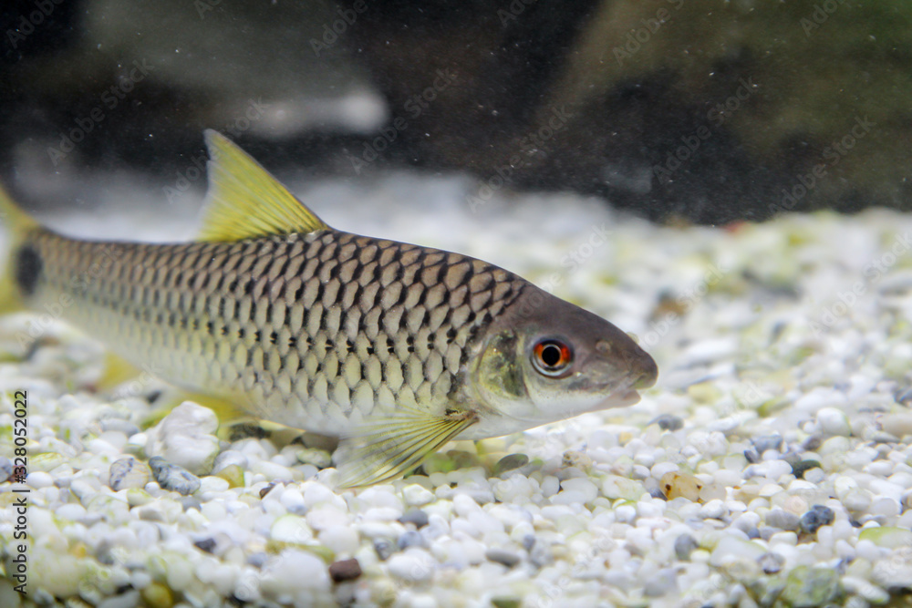 ein großer Netzpinselalgenfresser, ein Algenfressender Fisch im Aqaurium ein großer Netzpinselalgenfresser, ein Algenfressender Fisch im Aqaurium