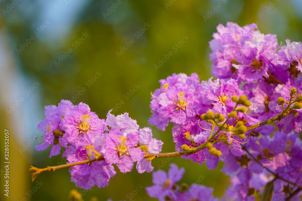 Lagerstroemia loudonii flower or Lagerstroemia floribunda. Lagerstroemia loudonii flower or Lagerstroemia floribunda.