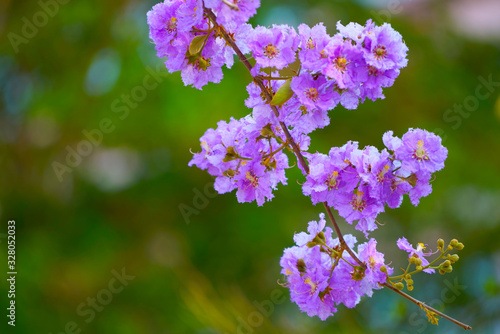 Lagerstroemia loudonii flower or Lagerstroemia floribunda. photo