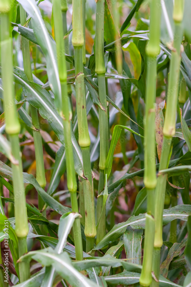 Obraz premium detalhe da planta de sorgo