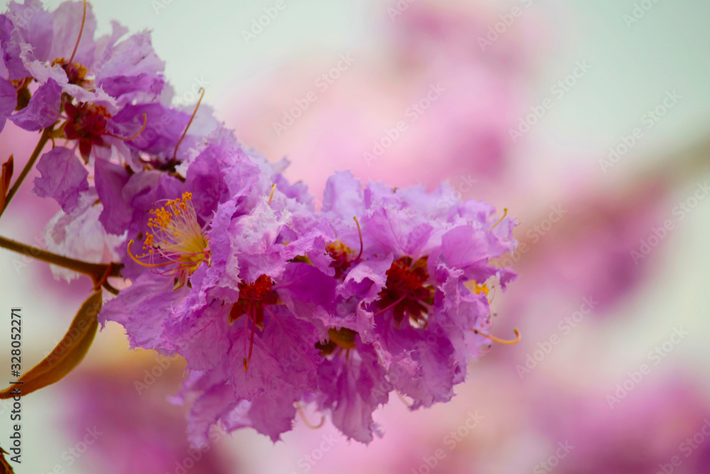 Lagerstroemia loudonii flower or Lagerstroemia floribunda. Stock Photo
