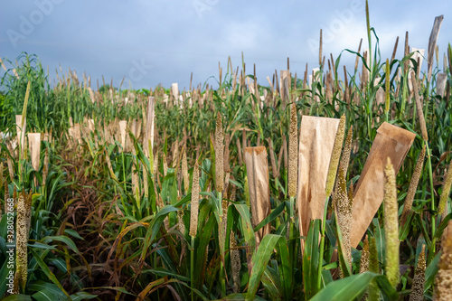 Billede på lærred sorgo no campo