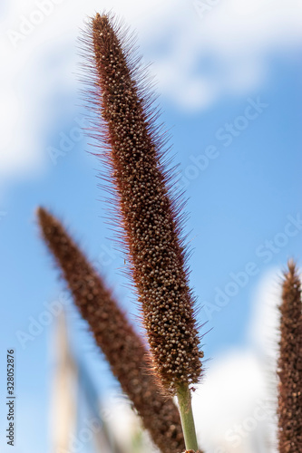 macrofotografia da espiga de sorgo