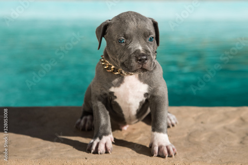 American Bully Pitbull Welpe 