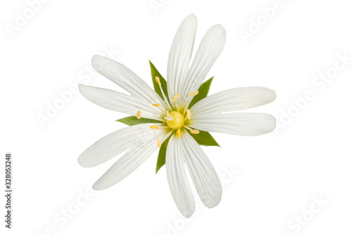 Chickweed flower close-up, isolated on a white background