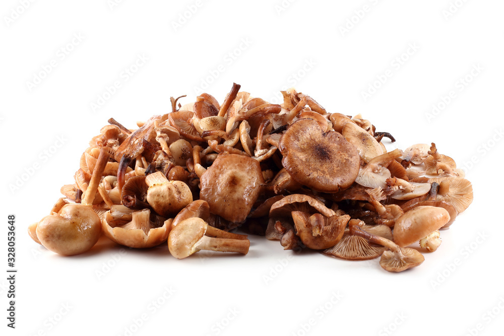Obraz premium Honey fungus mushrooms