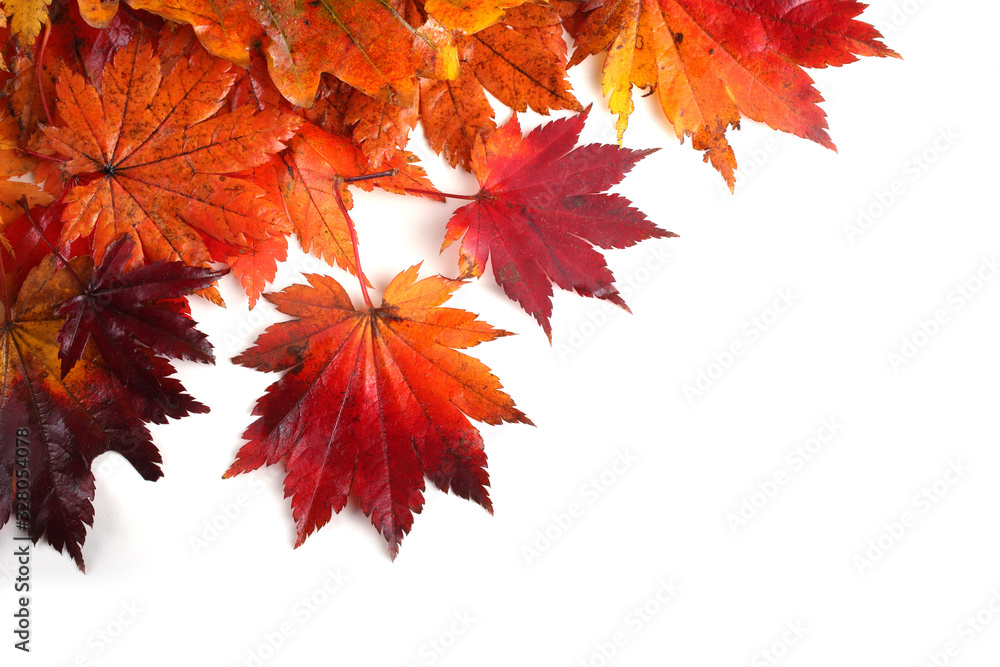 Autumn maple leaves Autumn maple leaves