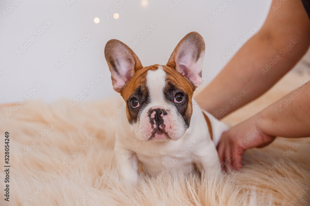 close-up portrait of a French bulldog puppy