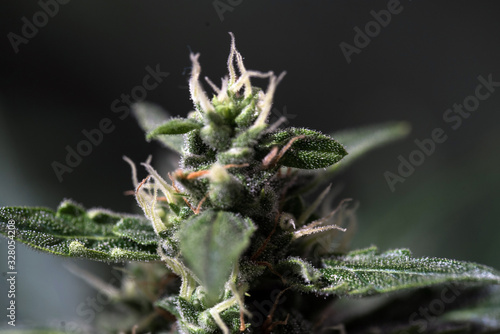 Closeup CBD Cannabis plant , cannabis sativa leaves, blooming medical marijuana plant. 