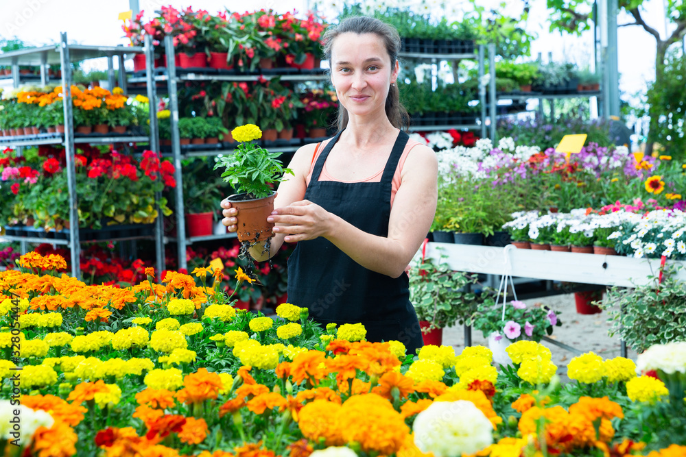 Female florist checking potted flowers French marigold