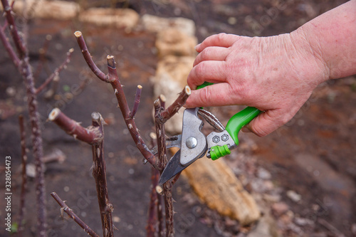 a hand cuts a rose Bush with a pruner. Spring Pruning of roses