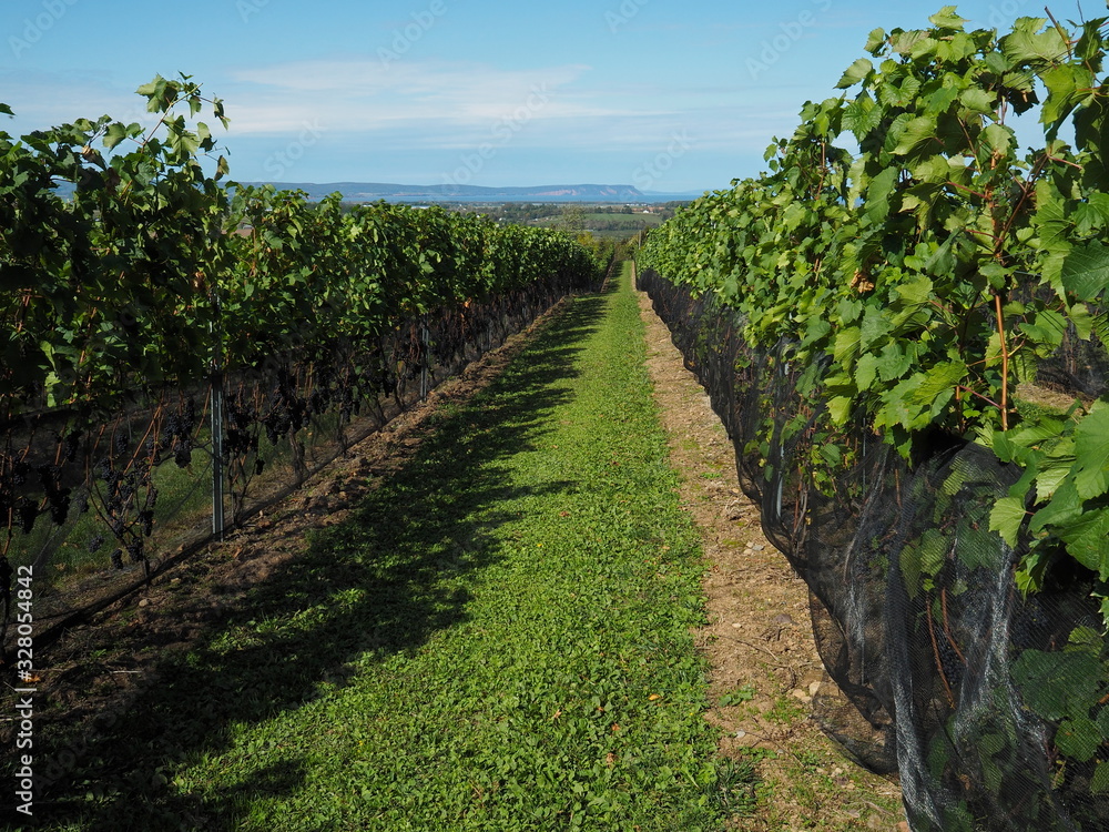 Scenic landscape view of rows of grapevines in a vineyard