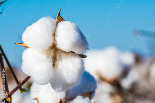 Agriculture - Beautiful, perfect cotton capsules with blue sky, sunset, high productivity - Agribusiness