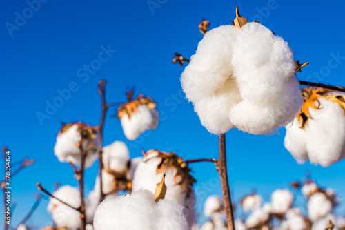 Agriculture - Beautiful, perfect cotton capsules with blue sky, sunset, high productivity - Agribusiness