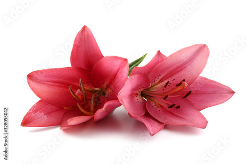 Pink liliesPink lilies