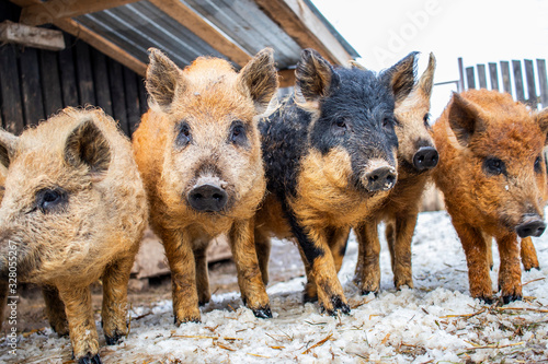 Five curious piglets of the Hungarian mangalitsa are crowded in the street