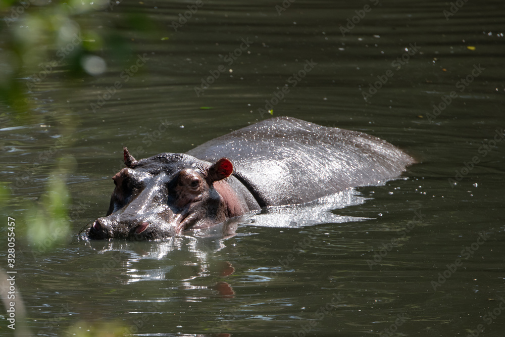 Fototapeta premium hippopotamus swimming in water