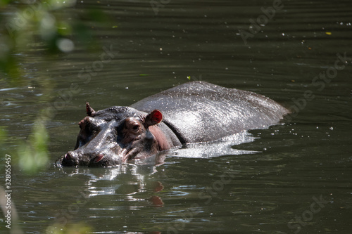 hippopotamus swimming in water