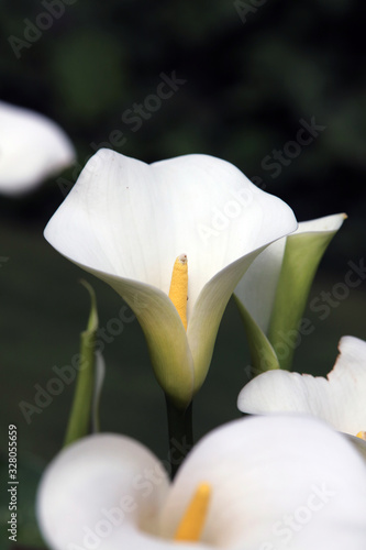 Image of an Arum Lily