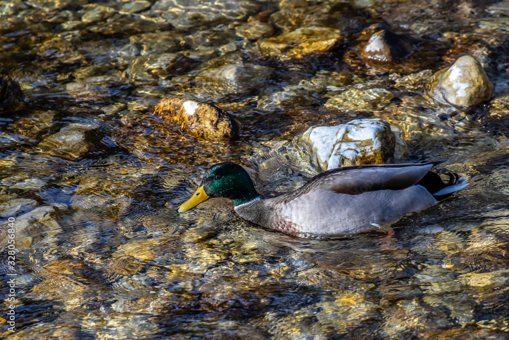 Fototapeta premium Duck in a shallow river 