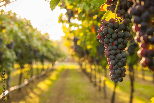 grape harvest Italy