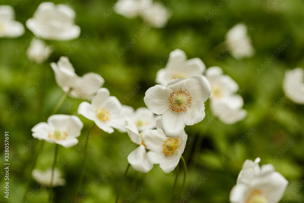 White spring anemone flowers on a blurry green background in the spring garden White spring anemone flowers on a blurry green background in the spring garden