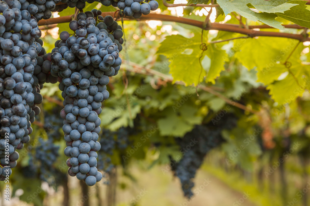 grape harvest Italy